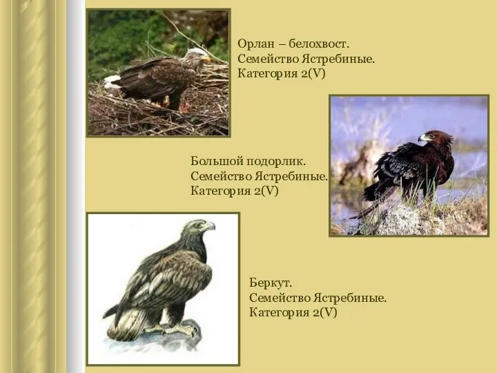 Орлан – белохвост. Семейство Ястребиные. Категория 2(V) Большой подорлик. Семейство Ястребиные.