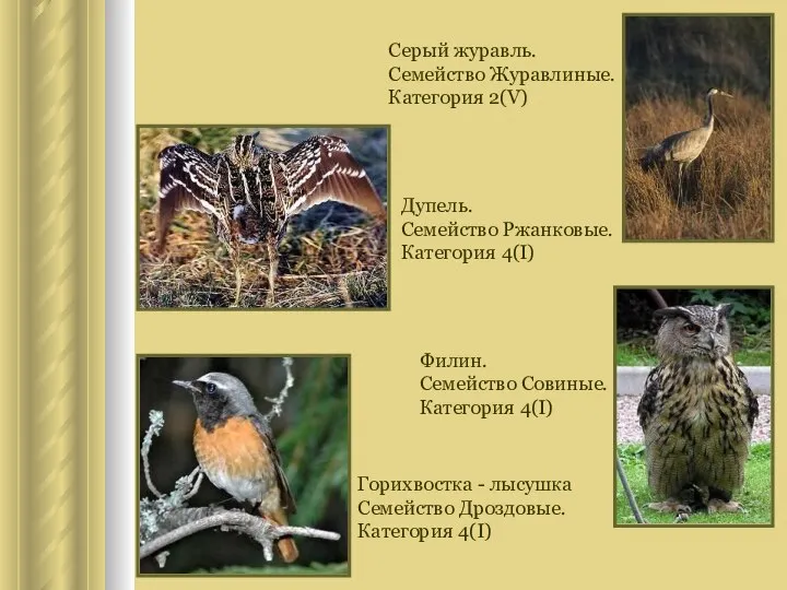 Серый журавль. Семейство Журавлиные. Категория 2(V) Дупель. Семейство Ржанковые. Категория 4(I)