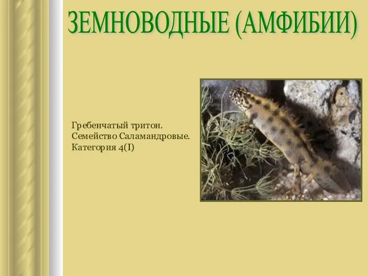 ЗЕМНОВОДНЫЕ (АМФИБИИ) Гребенчатый тритон. Семейство Саламандровые. Категория 4(I)