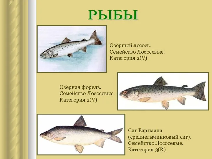 РЫБЫ Озёрный лосось. Семейство Лососевые. Категория 2(V) Озёрная форель. Семейство Лососевые.