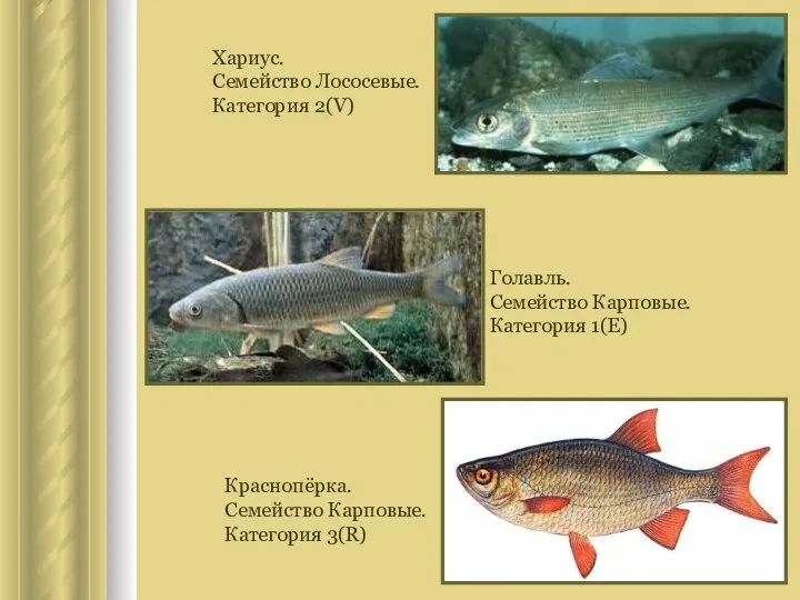 Хариус. Семейство Лососевые. Категория 2(V) Голавль. Семейство Карповые. Категория 1(E) Краснопёрка. Семейство Карповые. Категория 3(R)