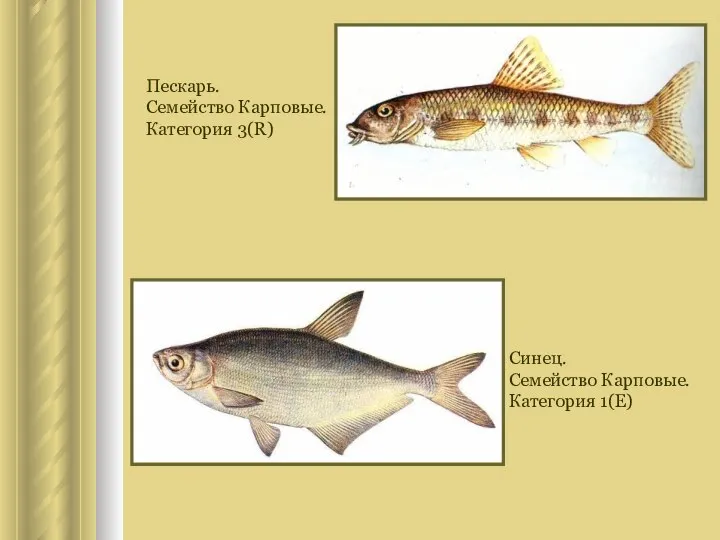 Пескарь. Семейство Карповые. Категория 3(R) Синец. Семейство Карповые. Категория 1(E)