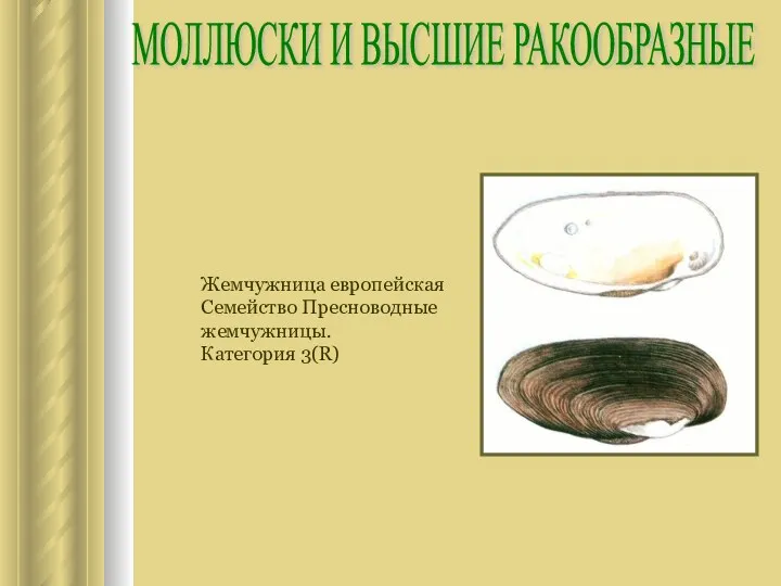 МОЛЛЮСКИ И ВЫСШИЕ РАКООБРАЗНЫЕ Жемчужница европейская Семейство Пресноводные жемчужницы. Категория 3(R)