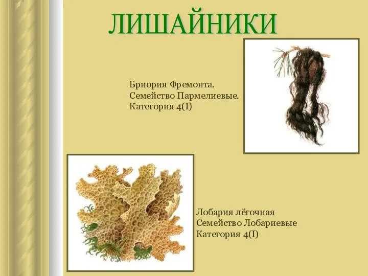 ЛИШАЙНИКИ Бриория Фремонта. Семейство Пармелиевые. Категория 4(I) Лобария лёгочная Семейство Лобариевые Категория 4(I)