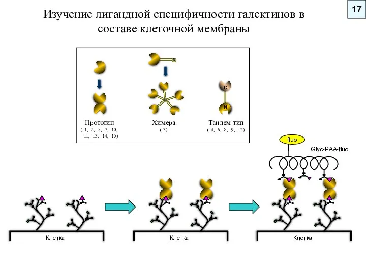 Изучение лигандной специфичности галектинов в составе клеточной мембраны 17