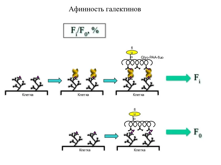 Афинность галектинов Fi F0 Fi/F0, %