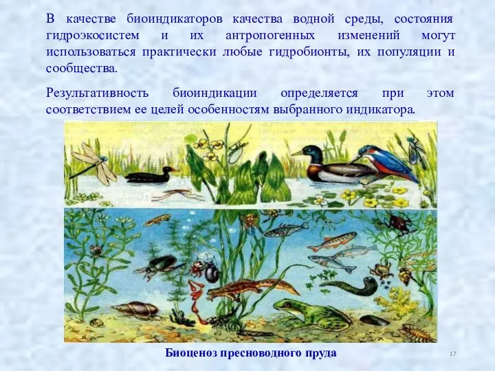 В качестве биоиндикаторов качества водной среды, состояния гидроэкосистем и их антропогенных