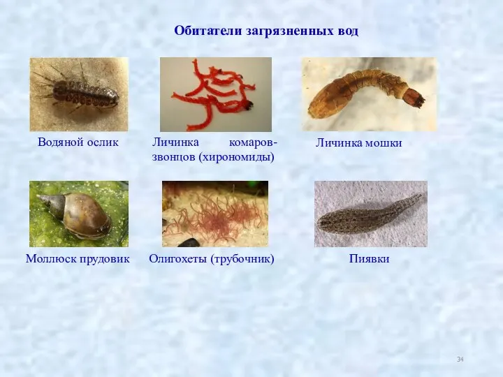 Обитатели загрязненных вод Личинка мошки Личинка комаров-звонцов (хирономиды) Водяной ослик Моллюск прудовик Олигохеты (трубочник) Пиявки