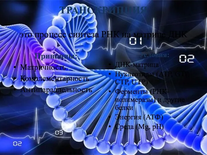ТРАНСКРИПЦИЯ это процесс синтеза РНК на матрице ДНК Принципы: Матричность Комплементарность