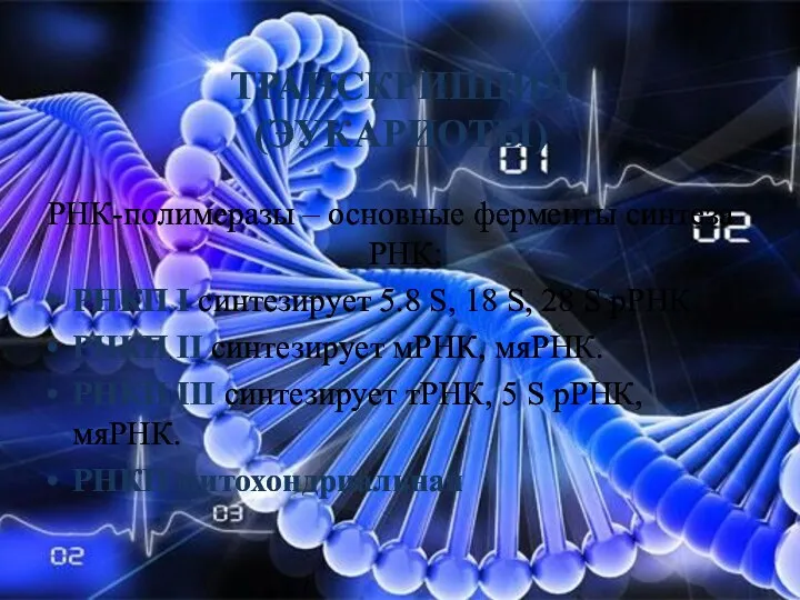ТРАНСКРИПЦИЯ (ЭУКАРИОТЫ) РНК-полимеразы – основные ферменты синтеза РНК: РНКП I синтезирует