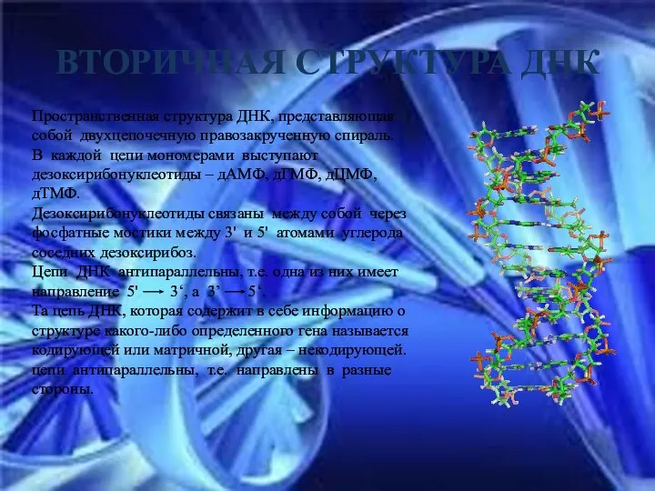 ВТОРИЧНАЯ СТРУКТУРА ДНК Пространственная структура ДНК, представляющая собой двухцепочечную правозакрученную спираль.