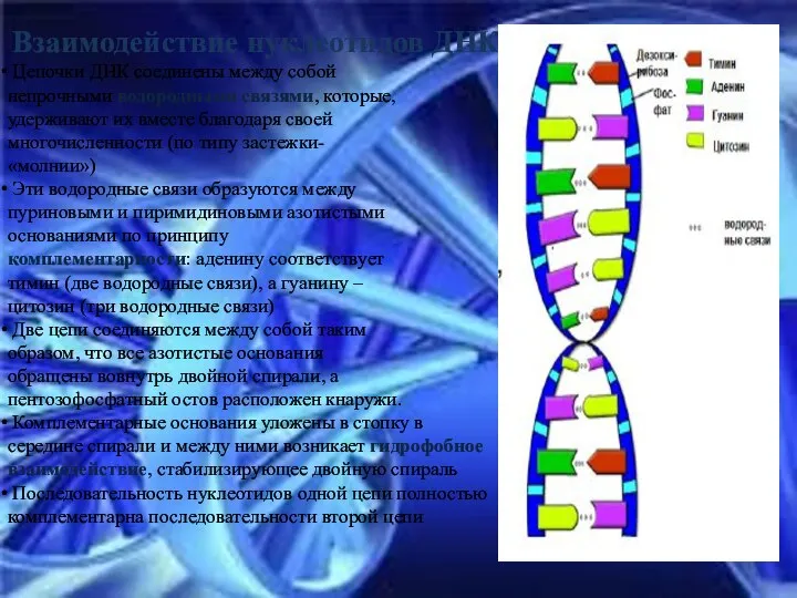 Взаимодействие нуклеотидов ДНК Цепочки ДНК соединены между собой непрочными водородными связями,