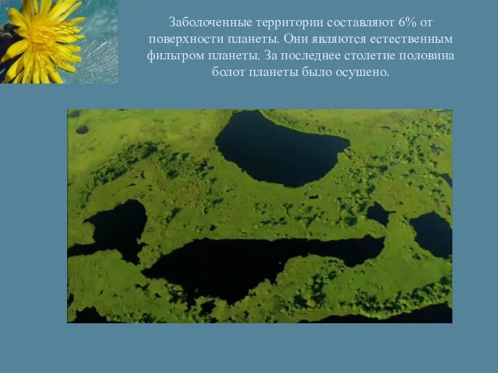 Заболоченные территории составляют 6% от поверхности планеты. Они являются естественным фильтром