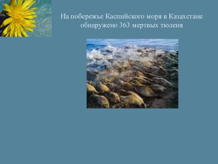 На побережье Каспийского моря в Казахстане обнаружено 363 мертвых тюленя