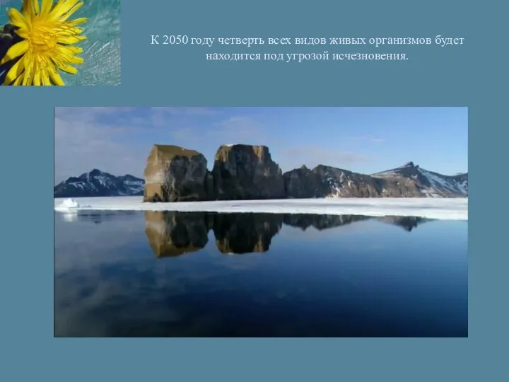 К 2050 году четверть всех видов живых организмов будет находится под угрозой исчезновения.
