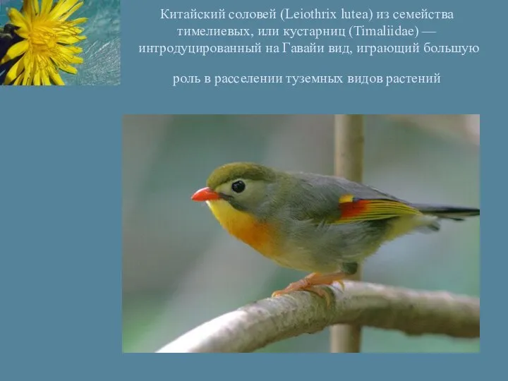 Китайский соловей (Leiothrix lutea) из семейства тимелиевых, или кустарниц (Timaliidae) —