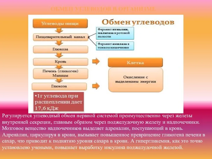 ОБМЕН УГЛЕВОДОВ В ОРГАНИЗМЕ Регулируется углеводный обмен нервной системой преимущественно через