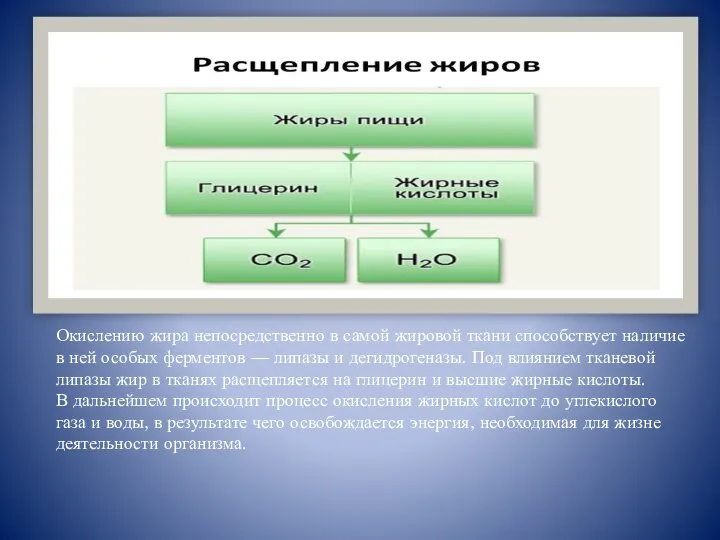 Окислению жира непосредственно в самой жировой ткани способствует наличие в ней