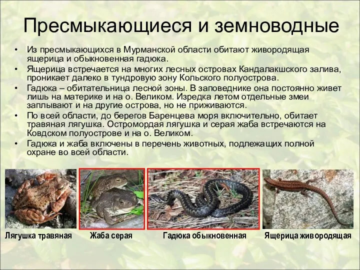 Пресмыкающиеся и земноводные Из пресмыкающихся в Мурманской области обитают живородящая ящерица