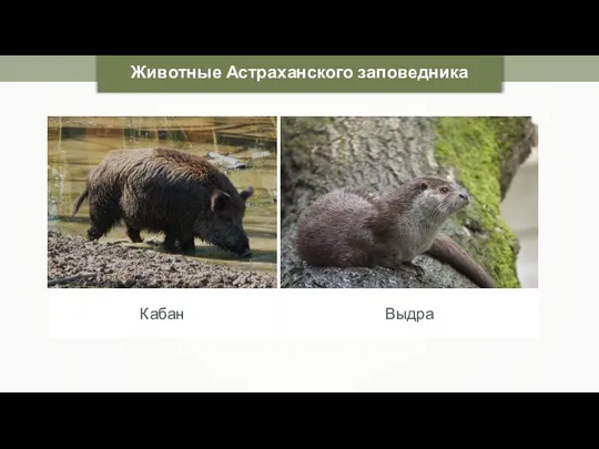 Животные Астраханского заповедника Кабан Николай Усик Выдра