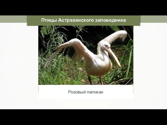 Magnus Manske Птицы Астраханского заповедника Розовый пеликан