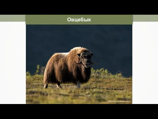 Овцебык Bering Land Bridge National Preserve