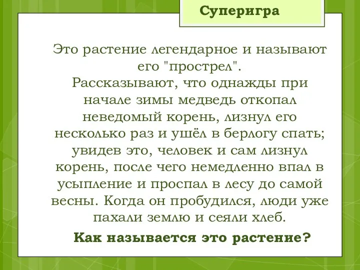 Это растение легендарное и называют его "прострел". Рассказывают, что однажды при