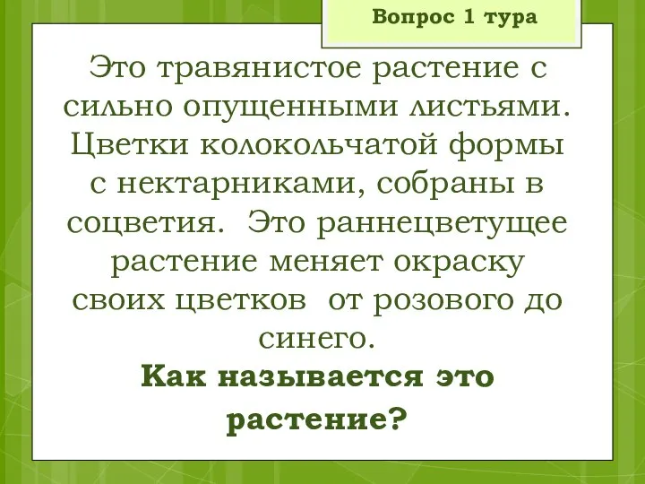 Это травянистое растение с сильно опущенными листьями. Цветки колокольчатой формы с