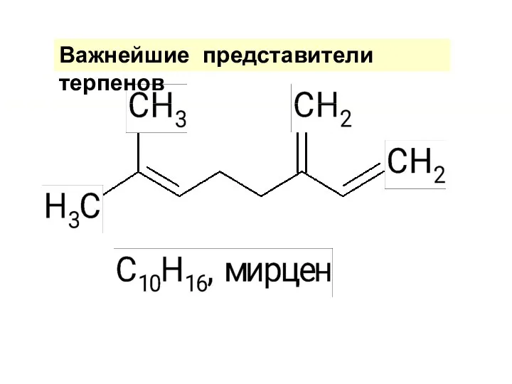 Важнейшие представители терпенов