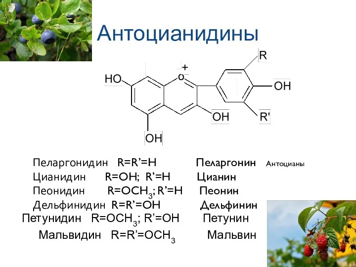 Антоцианидины Пеларгонидин R=R’=H Пеларгонин Антоцианы Цианидин R=OH; R’=H Цианин Пеонидин R=OCH3;