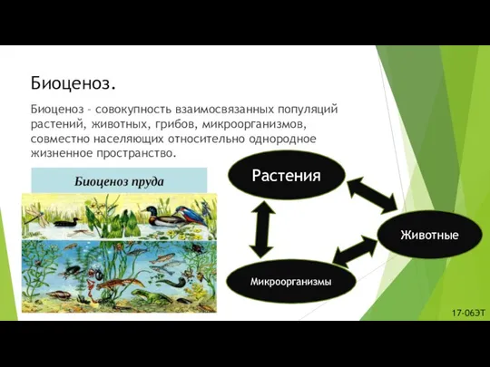 Биоценоз. Биоценоз – совокупность взаимосвязанных популяций растений, животных, грибов, микроорганизмов, совместно