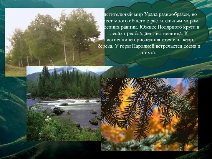 Растительный мир Урала разнообразен, но имеет много общего с растительным миром