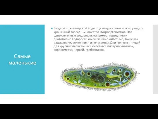 Самые маленькие В одной ложке морской воды под микроскопом можно увидеть