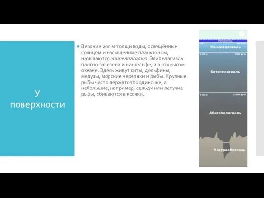 У поверхности Верхние 200 м толщи воды, освещённые солнцем и насыщенные