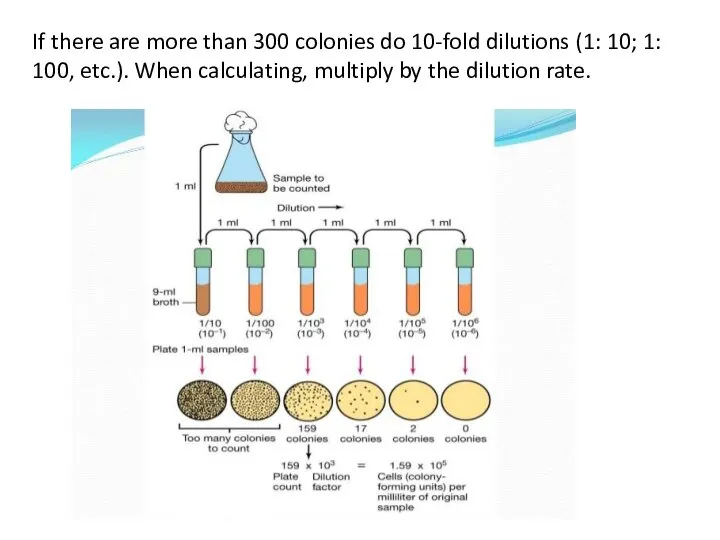 If there are more than 300 colonies do 10-fold dilutions (1: