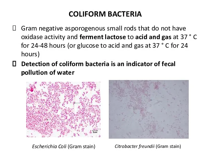 Gram negative asporogenous small rods that do not have oxidase activity