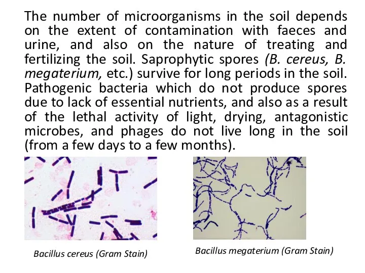 The number of microorganisms in the soil depends on the extent