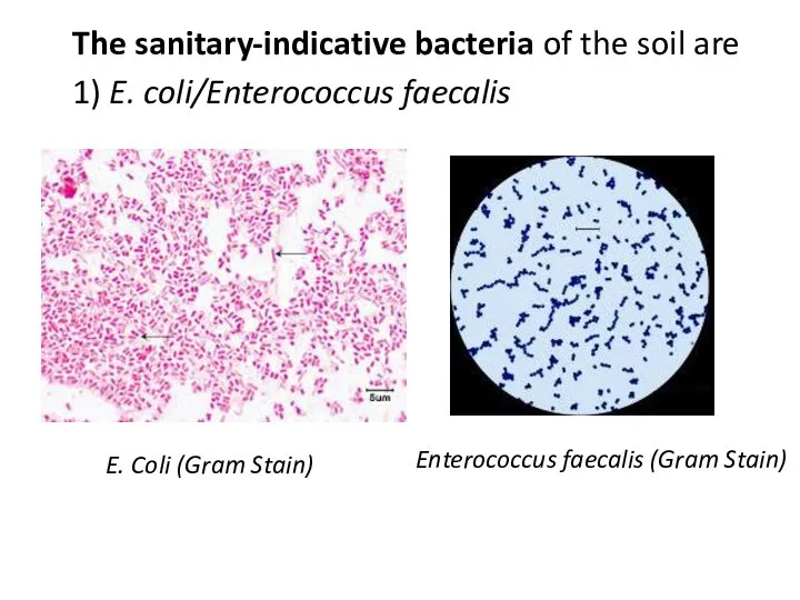 The sanitary-indicative bacteria of the soil are 1) E. coli/Enterococcus faecalis