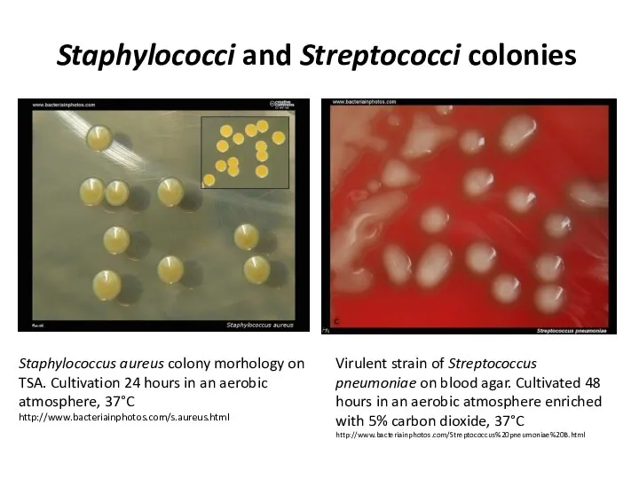 Staphylococci and Streptococci colonies Staphylococcus aureus colony morhology on TSA. Cultivation