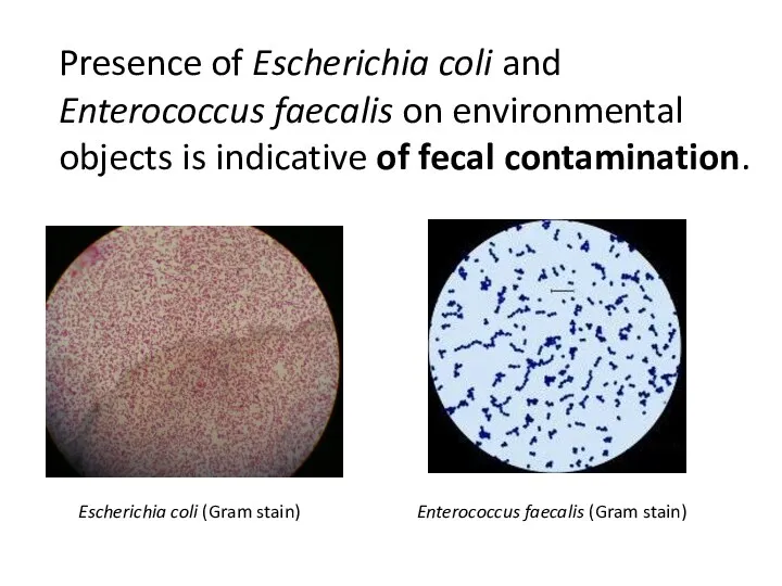 Presence of Escherichia coli and Enterococcus faecalis on environmental objects is