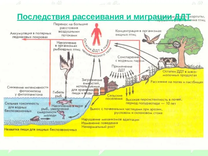 Последствия рассеивания и миграции ДДТ