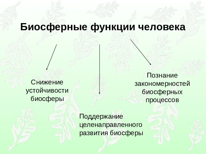 Биосферные функции человека Познание закономерностей биосферных процессов Поддержание целенаправленного развития биосферы