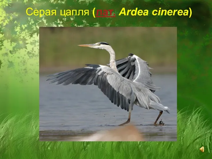 Серая цапля (лат. Ardea cinerea)