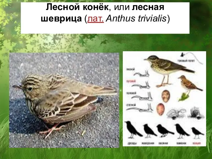 Лесной конёк, или лесная шеврица (лат. Anthus trivialis)