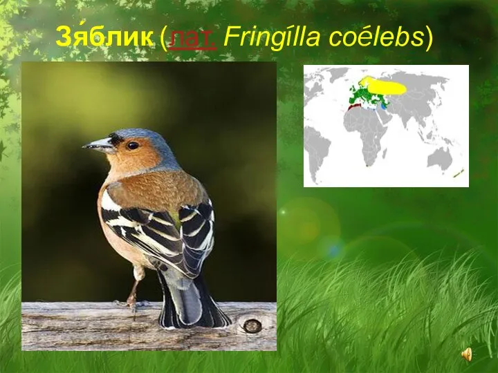 Зя́блик (лат. Fringílla coélebs)