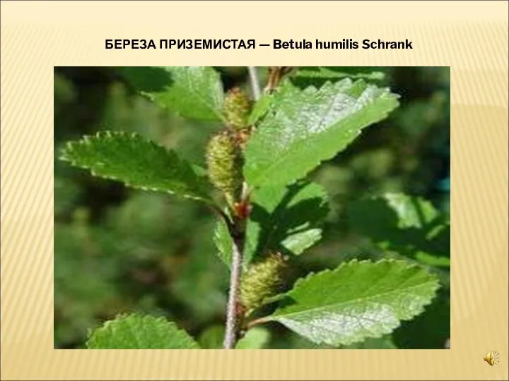 БЕРЕЗА ПРИЗЕМИСТАЯ — Betula humilis Schrank