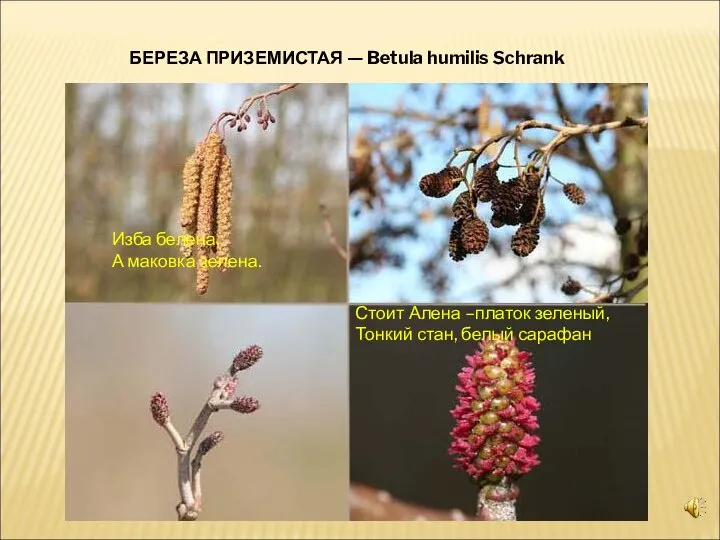 БЕРЕЗА ПРИЗЕМИСТАЯ — Betula humilis Schrank Изба белена, А маковка зелена.