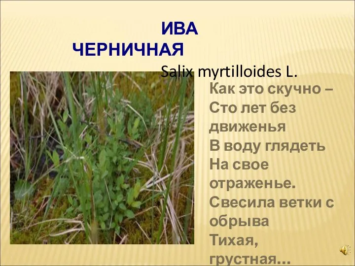 ИВА ЧЕРНИЧНАЯ Salix myrtilloides L. Как это скучно – Сто лет