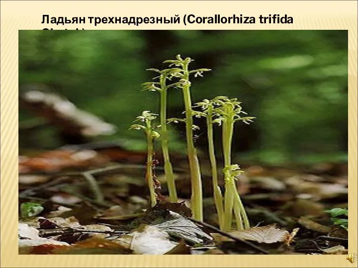 Ладьян трехнадрезный (Corallorhiza trifida Chatel.)