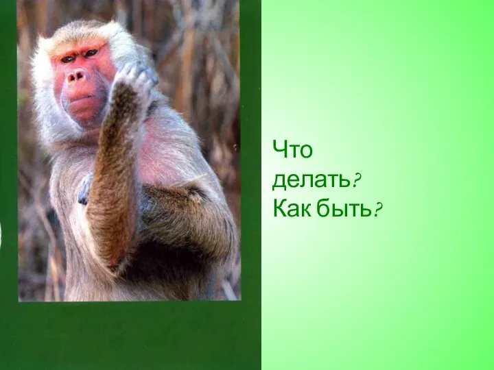 Что делать? Как быть?